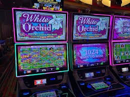 Antarmuka pemain Domino QQ monte 77 dengan taruhan dan riwayat permainan